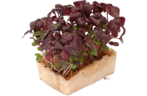 Shiso purple cress duo topseal